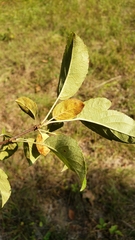 Malus toringo
