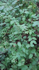 Lonicera