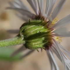 Erigeron garrettii
