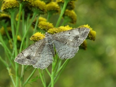 Alcis deversata