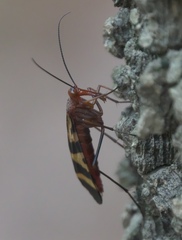 Panorpa nuptialis