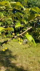 Malus toringo