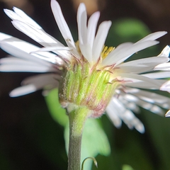 Erigeron garrettii