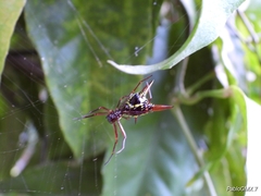 Micrathena