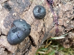 Daldinia concentrica