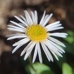 Erigeron garrettii