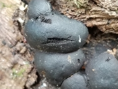 Daldinia concentrica