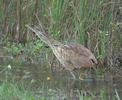 Botaurus lentiginosus