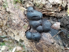 Daldinia concentrica