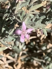 Frankenia salina