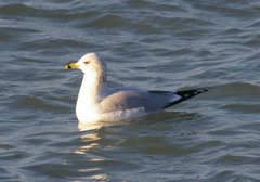 Larus delawarensis