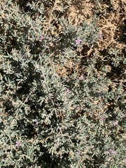 Frankenia salina