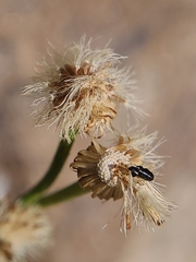 Erigeron garrettii