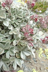 Potentilla divina
