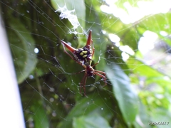 Micrathena