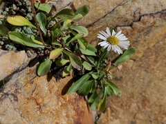 Erigeron garrettii