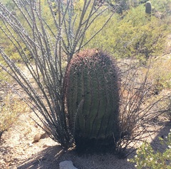 Ferocactus