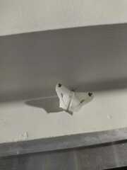 Sericoptera