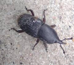 Scyphophorus acupunctatus