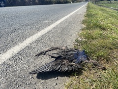 Porphyrio melanotus melanotus