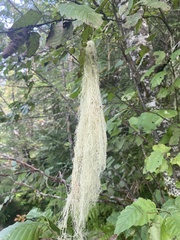 Alectoria sarmentosa