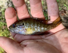 Lepomis gulosus