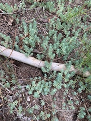 Petrosedum rupestre