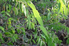 Celtis reticulata