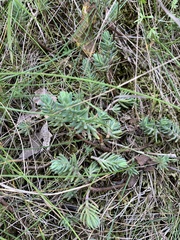 Petrosedum rupestre