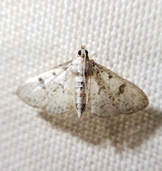 Palpita
