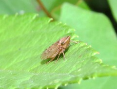 Xerophloea viridis