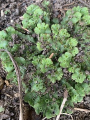 Marchantia