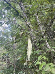 Alectoria sarmentosa