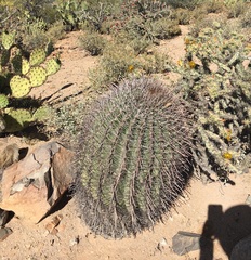 Ferocactus wislizeni