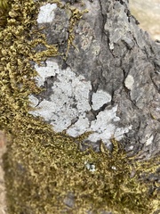 Lecanora hybocarpa