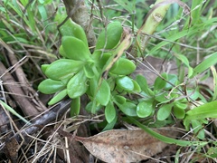 Sedum praealtum
