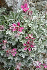 Potentilla divina