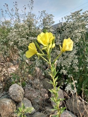 Oenothera glazioviana