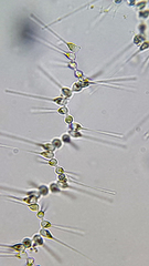 Asterionellopsis glacialis