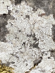 Lecanora hybocarpa