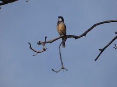 Pachycephala rufiventris