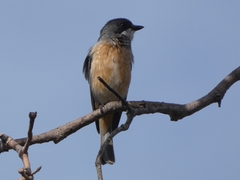 Pachycephala rufiventris