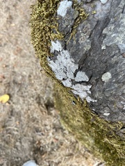Lecanora hybocarpa