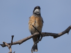 Pachycephala rufiventris