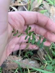 Vicia sativa