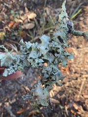 Parmotrema perforatum