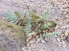 Dryopteris arguta