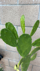 Opuntia cochenillifera