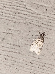 Eudonia strigalis