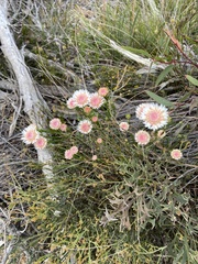 Actinodium cunninghamii